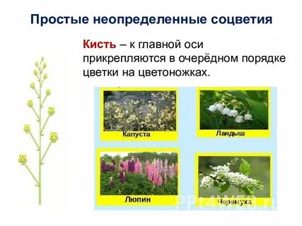 Растения с простыми соцветиями