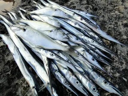 Большая белая в черном море