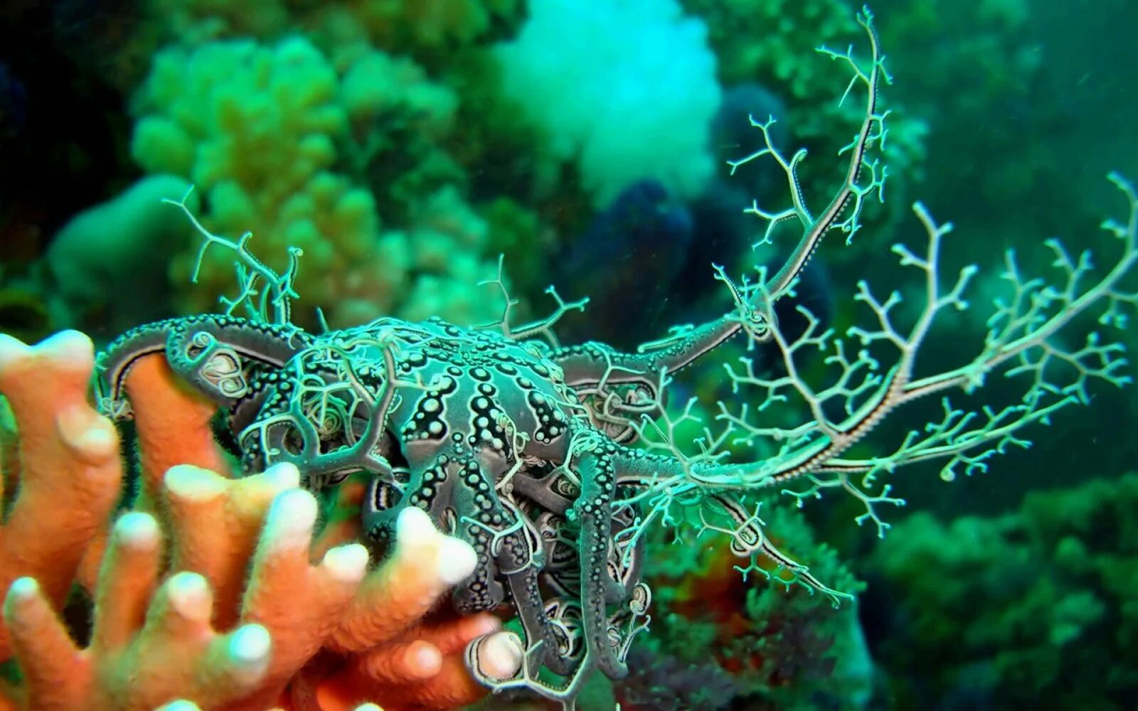 Морские водоросли на рифе. Голожаберные моллюски. Подводный мир. Морские кораллы. Море живое существо
