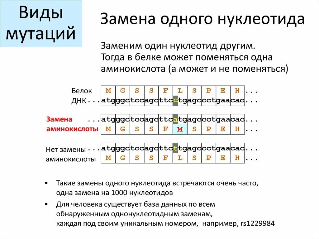 Замена нуклеотида. Замена нуклеотида вид мутации. Типы нуклеотидов. Типы мутации ДНК. Замена нуклеотида в гене признак