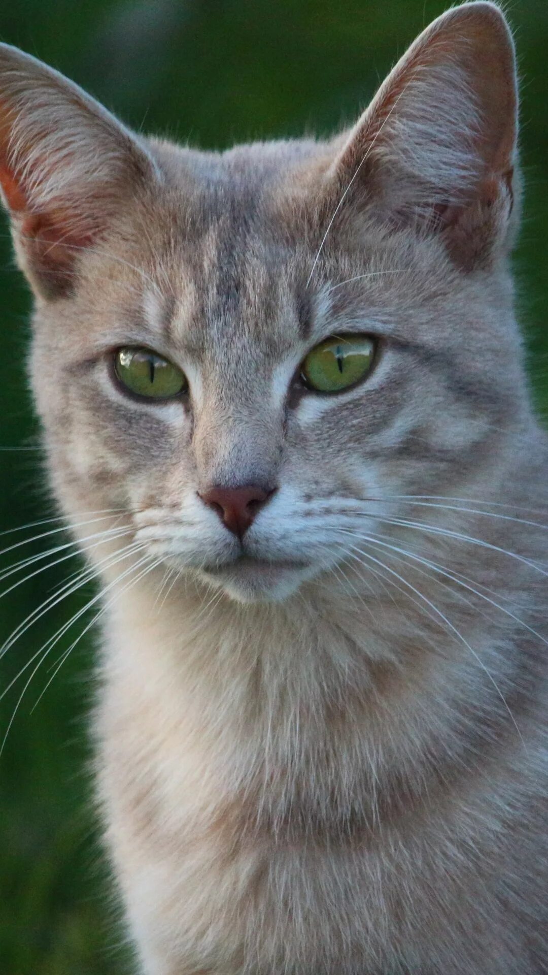 Кошка узким