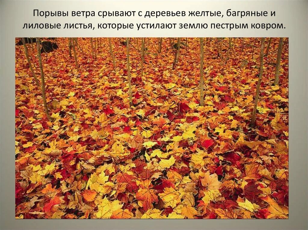 Листья ковром золотой осенью. Презентация осень. Наступил листопад. Осыпаются листья осенью. Падают листья и устилают землю