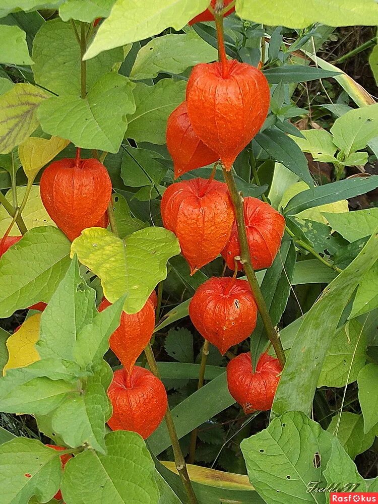 Помидоры физалис фото 0.2g (approx. 50) physalis seeds PHYSALIS PERUVIANA Tomatillos Chinese lantern G