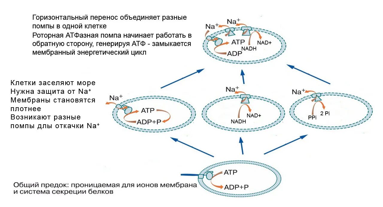 Эволюция трехслойных животных. Схема цикла ретротранспозона. Перемещение ретротранспозонов. Горизонтальный перенос генов. Ретротранспозоны структура.