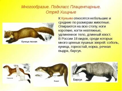 Признаки хищных млекопитающих