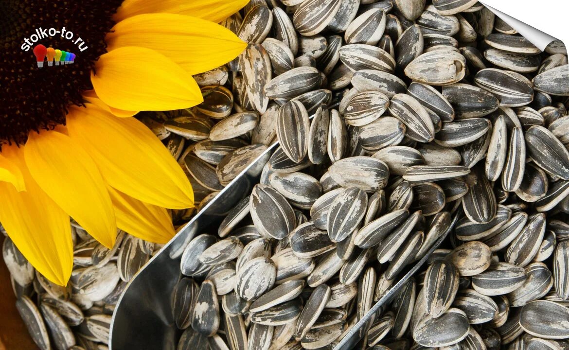 Алексеевские семечки. Китайские ароматные семечки. Данные семечки. Данные семечки. Семена подсолнечника грандис.