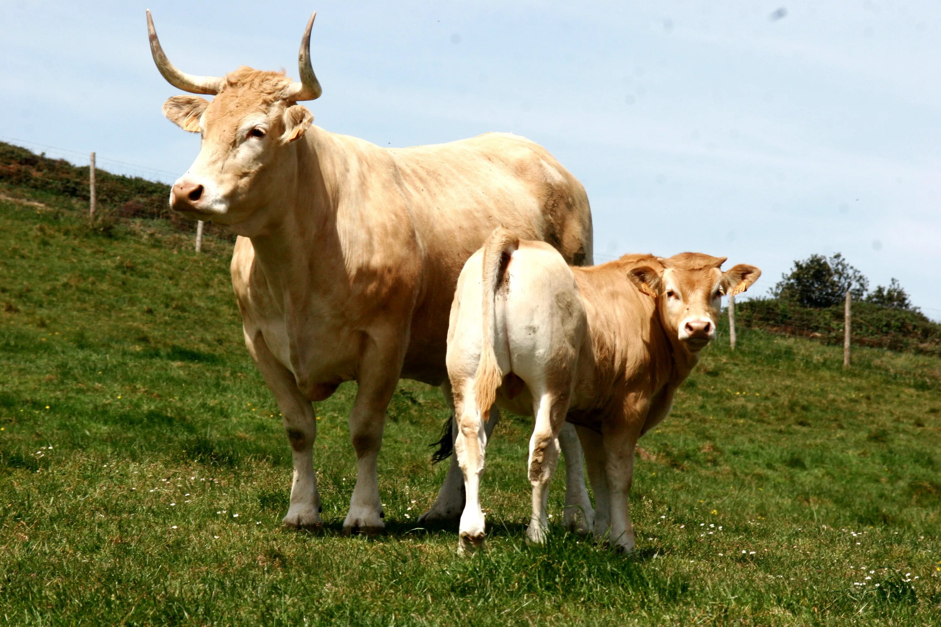 Магазин de lapte lapte. Animale de vinzare kai vaci in moldova. Animale de vinzare kai vaci in moldova. Vaca109 фото. Animale de vinzare kai vaci in moldova.