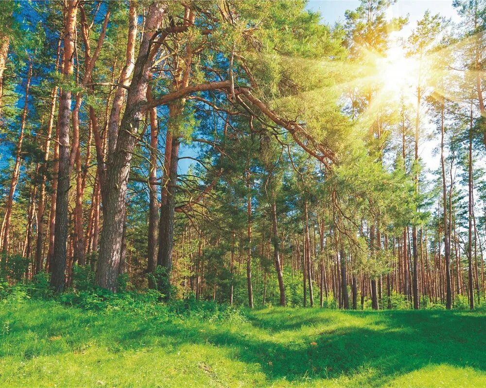 Леса в волжском. Леса татарстана. Дендрарий волжско-камского заповедника казань. Хвойный лес курская область. Лес на ворскле белгородская область.