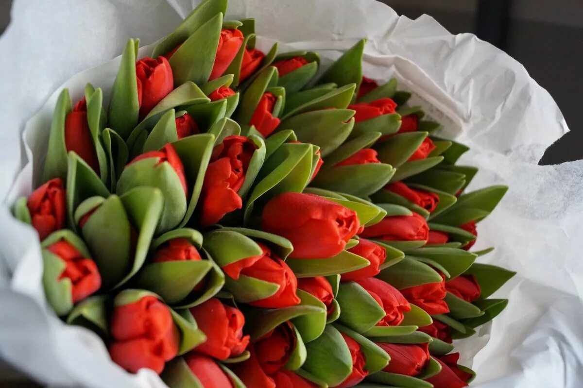 Тюльпаны опт. Продам тюльпаны. Рыбное рязанской области купить оптом тюльпаны. Тюльпаны свежесрезанные. 50 тюльпанов.