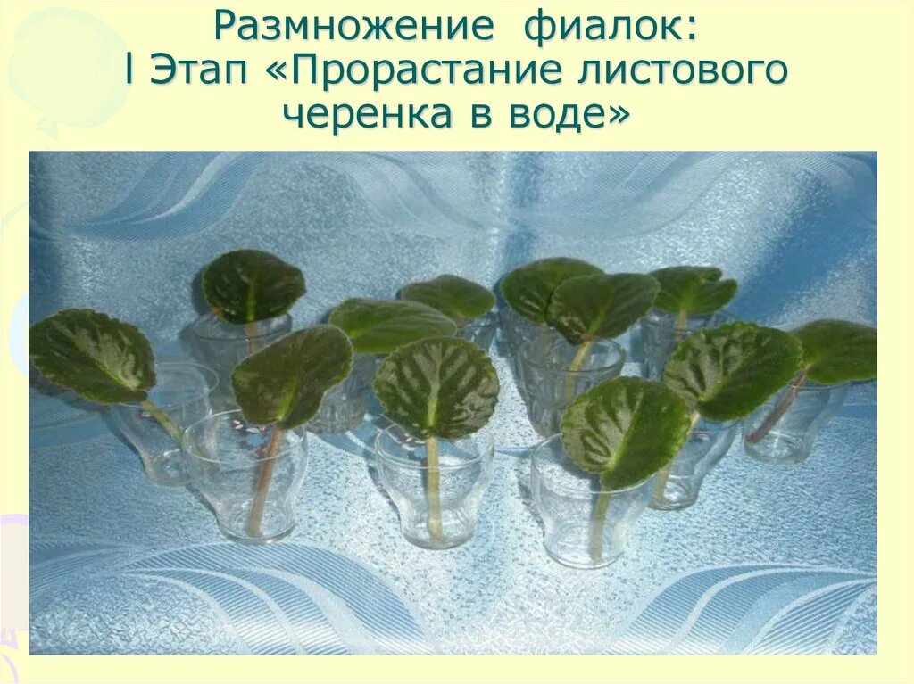 Фиалка узамбарская укоренить. Черенкование фиалки листом. Черенкование фиалки листом. Узамбарская фиалка росток. Фиалка узамбарская листовые черенки.