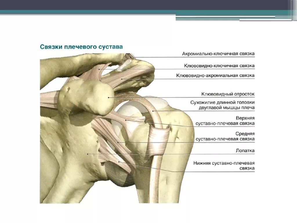 Плечевые связки