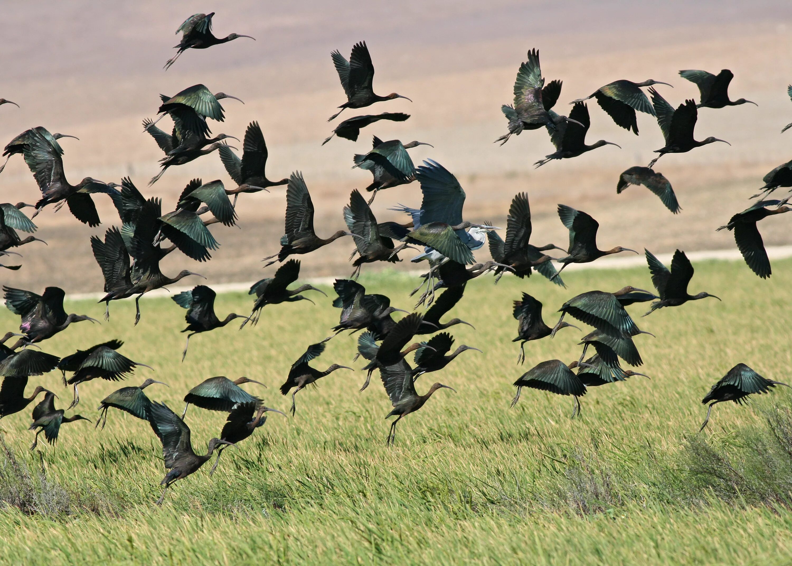 Flock of birds. Стая птиц. Каравайка птица стая. Птицы Европы в стае. Стая ворон.