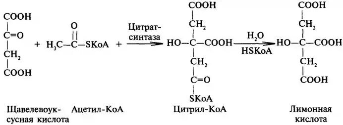 Оксалоацетат и ацетил коа. Ацетил лимонная кислота. Щавелевоуксусная кислота. Ацетил лимонная кислота. Оксалоацетат и ацетил коа.