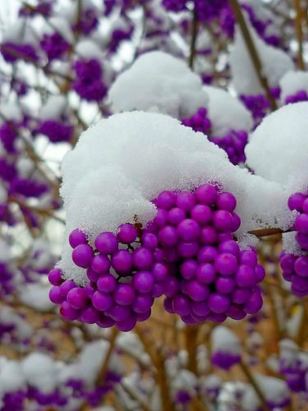 зима фиолетовый закат. ягоды фиолетового цвета. зимний пейзаж в фиолетовых тонах. зима. лиловая зима.