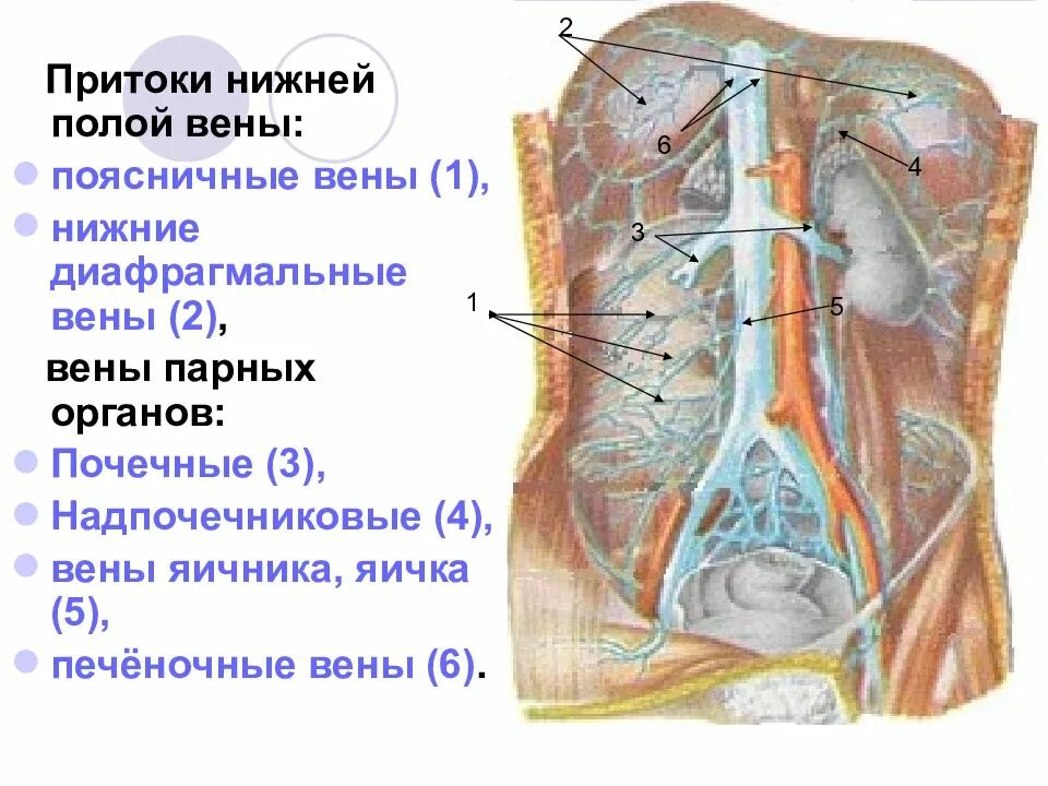 Верхняя и нижняя полая вена