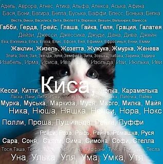 Как назвать белую кошку девочку красиво