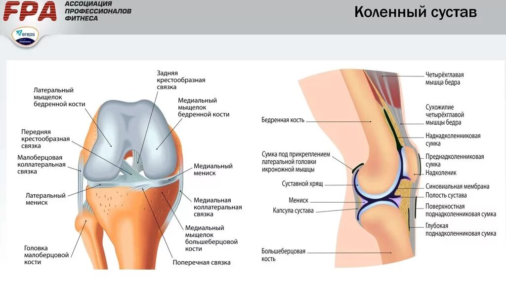 Связка называться. Строение колена сбоку. Связочный аппарат коленного сустава анатомия. Анатомия структур коленного сустава. Капсульно-связочный аппарат коленного сустава.