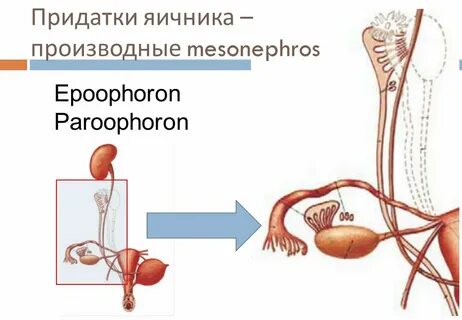 Где у женщины придатки и яичники