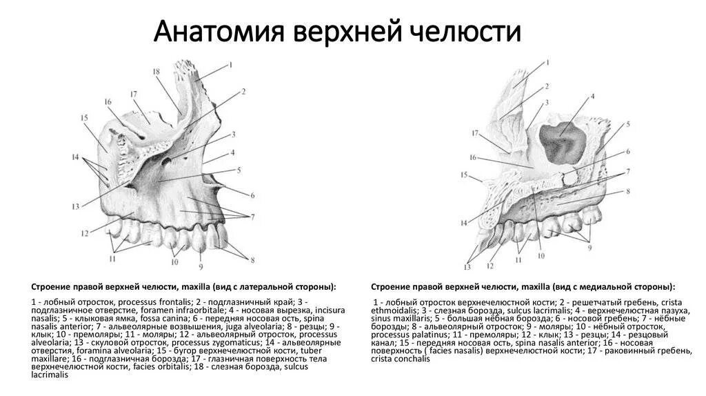 верхняя челюсть соединяется. альвеолярные бугры верхней челюсти. строение кости верхней челюсти. верхняя челюсть воздухоносная кость. верхняя челюсть соединяется.