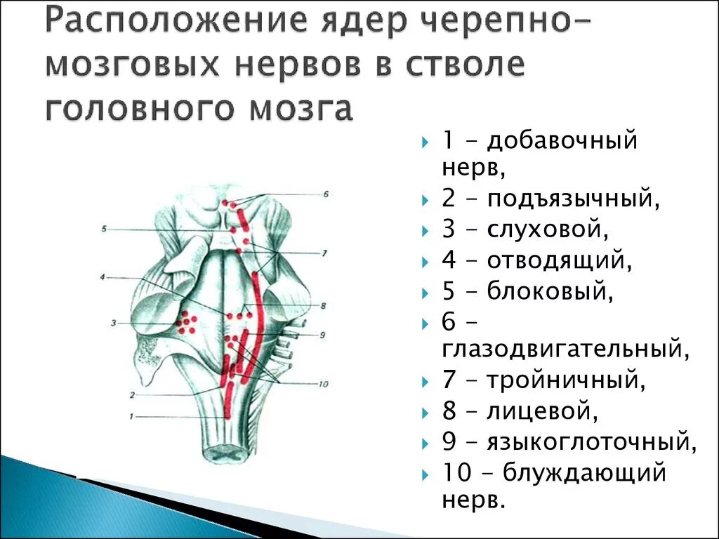 Нервные продолговатого мозга. Ядра 9 пары черепных нервов находятся. Ядра продолговатого мозга и ядра черепных нервов. Схема расположения ядер черепно мозговых нервов. Черепно мозговые нервы продолговатого мозга.