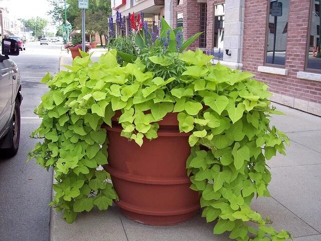Heat Loving Annuals For Containers What Grows There :: Hugh Conlon, Horticultura
