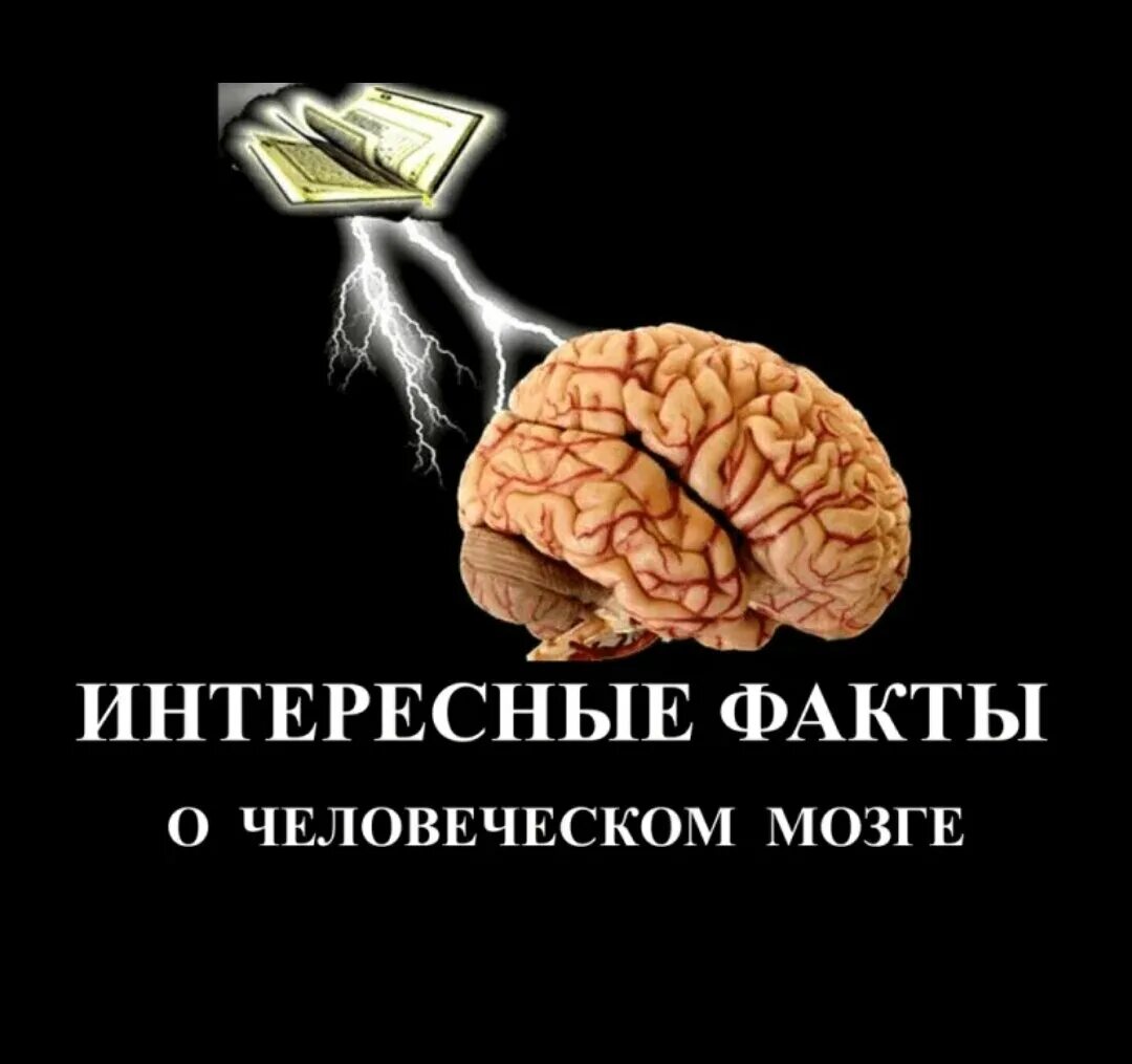 Интересные факты о мозге. Интересные факты о человеческом мозге. Интересные факты о головном мозге. Интересное про мозг.