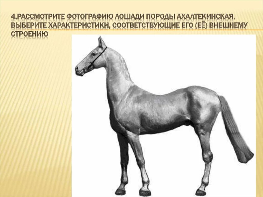 Рассмотрите фотографию коричневой лошади с черными. Рассмотрите фотографию лошади. Рассмотрите фотографию лошади породы. ОГЭ биология лошадь. Лошадь по характеристикам биологии.