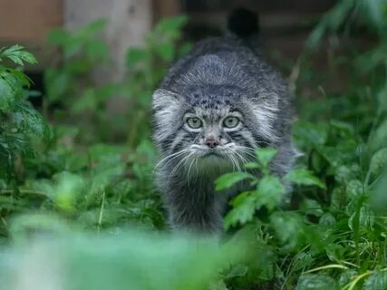 Манул котенок москва