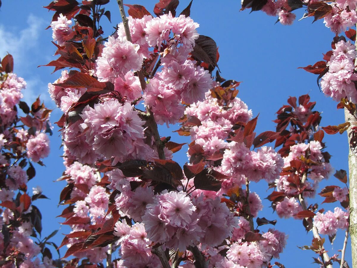 Сакура роял бургунди. Prunus serrulata (вишня мелкопильчатая). Сакура мелкопильчатая Роял бургунди. Вишня мелкопильчатая Royal Burgundy. Вишня мелкопильчатая (Сакура) Ройял бургунди.