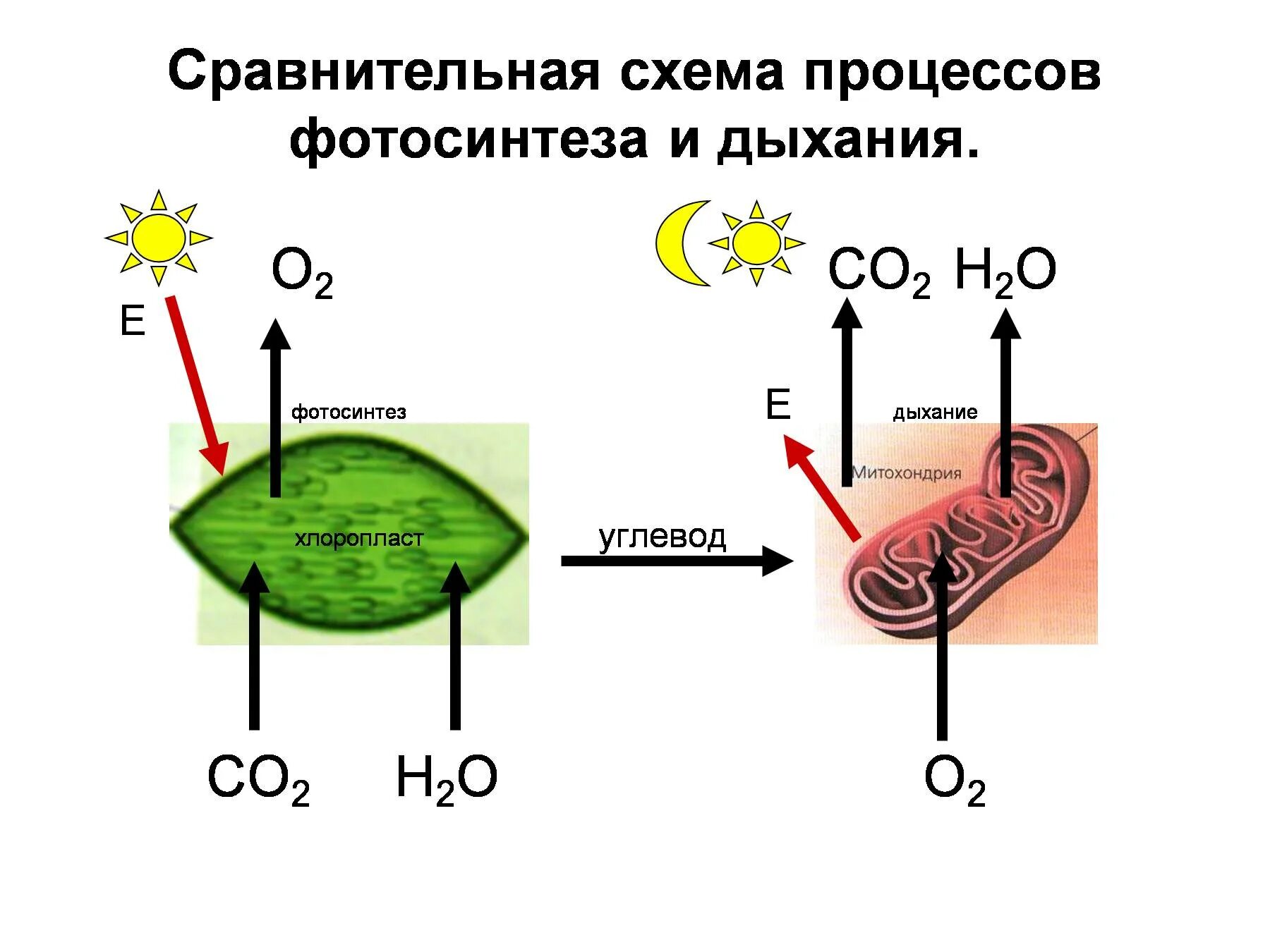 Перемещается углекислый газ из митохондрий в атмосферу. Схемы процессов дыхания и фотосинтез. Схема процесса дыхания растения. Клеточное дыхание растений схема. Схема сравнения дыхания и фотосинтеза.