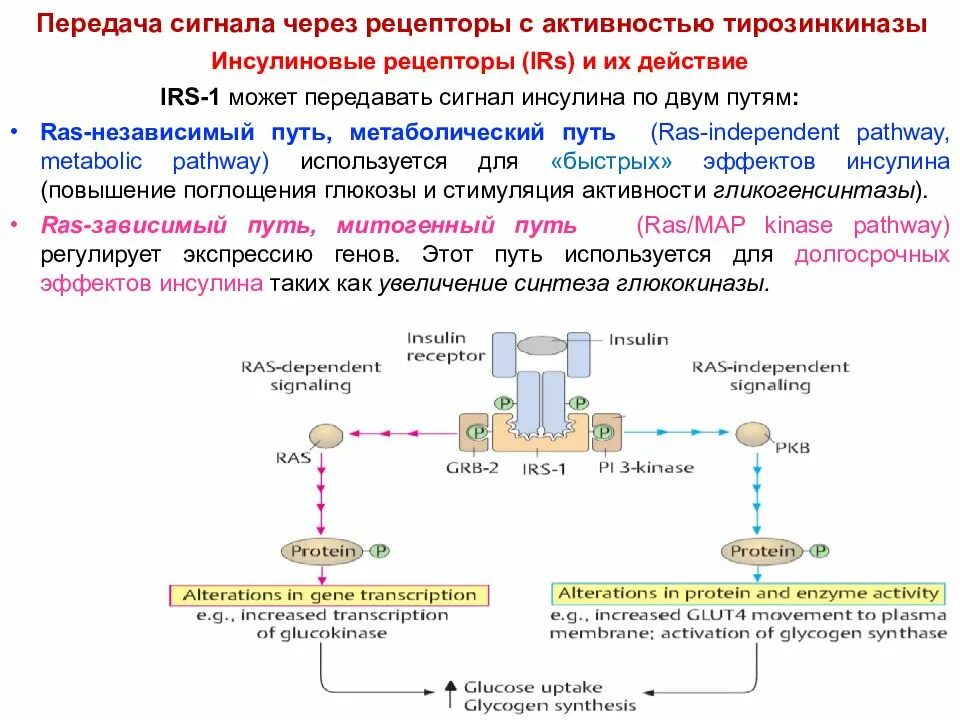Путь рецептора. Инсулин механизм передачи сигнала в клетку. инсулин способ передачи сигнала. действие инсулина сигнальный путь. схема передачи сигнала инсулина в клетки.