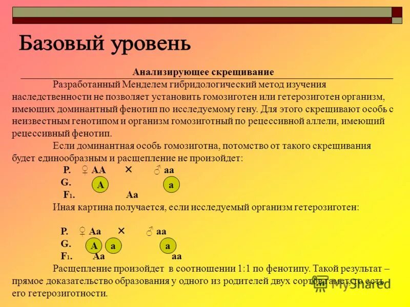 Анализирующее скрещивание фенотип. Мендель гибридологический метод изучения наследственности. Метод анализирующих СКРЕЩИВАНИЙ. Скрещивание гетерозиготных организмов. Генотипе доминантного гомозиготного организма