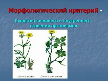 Презентация вид его критерии и структура