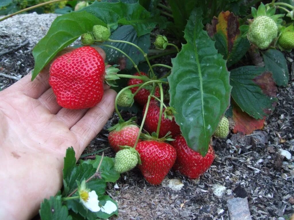 Описание клубники королева. Клубника ремонтантная королева елизавета. Земляника садовая «королева елизавета р9». Клубника ремонтантная королева елизавета. Земляника сорт елизавета 2.