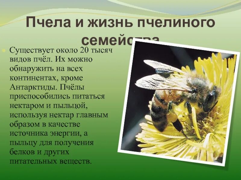 Жизнь пчел. Интересные факты о пчелах. Образ жизни пчел. Пчелы и их жизнь. Жизнь пчел рабочих