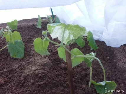 У рассады огурцов белеют листья что делать