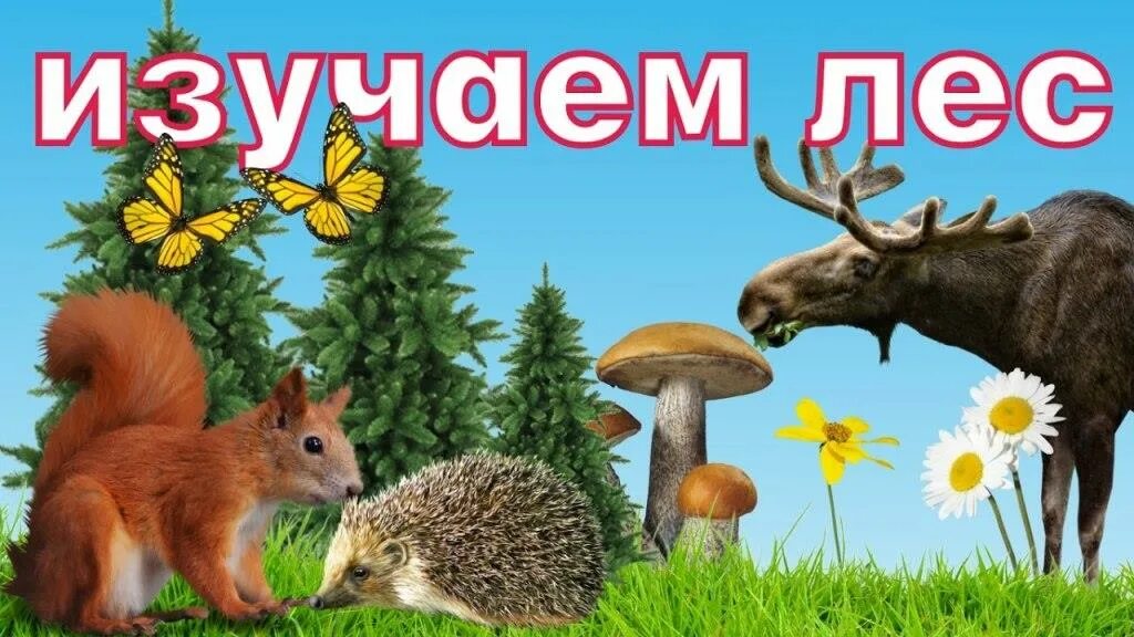 Изучаем лесных
