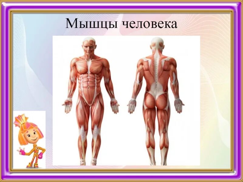 Как работают мышцы человека 3 класс. Мышцы человека. мышцы ребенка. мышцы человека для детей. мышцы человека 4 класс.