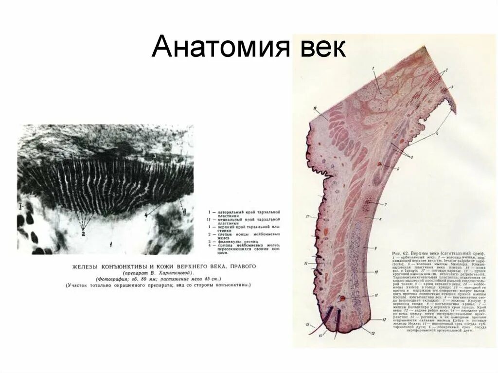 Нижний край века. Клиническая анатомия век.