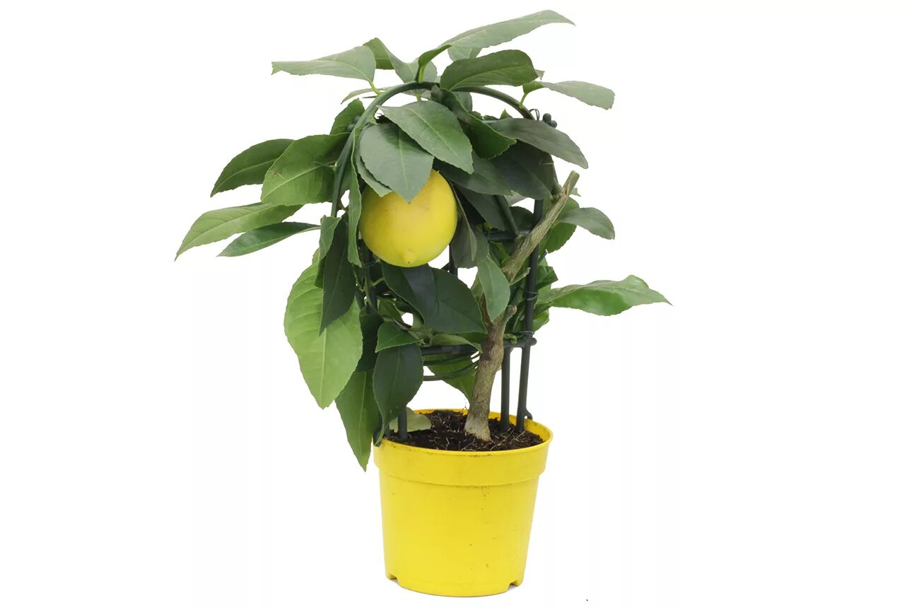 Лимон (Citrus Limon). Цитрус (комнатное растение) лимон Мейера. Цитрус лимон Мейера d12 h30. Дерево лимон (Citrus Limon) комнатное растение