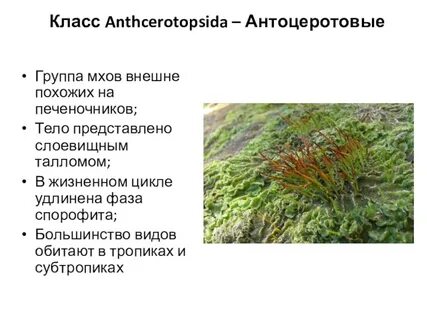 Особенности растений мхи