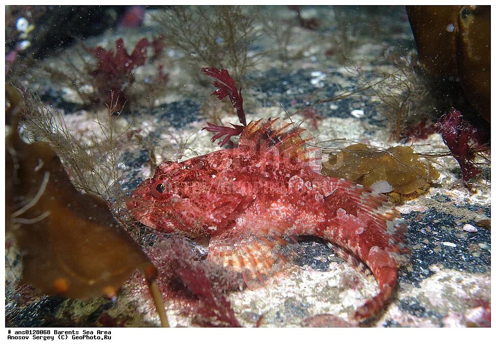 треска рыбалка баренцево море. морской черт в баренцевом море. великобритания рыба баренцево море. рыба пинагор съедобная. баренцево море на карте.