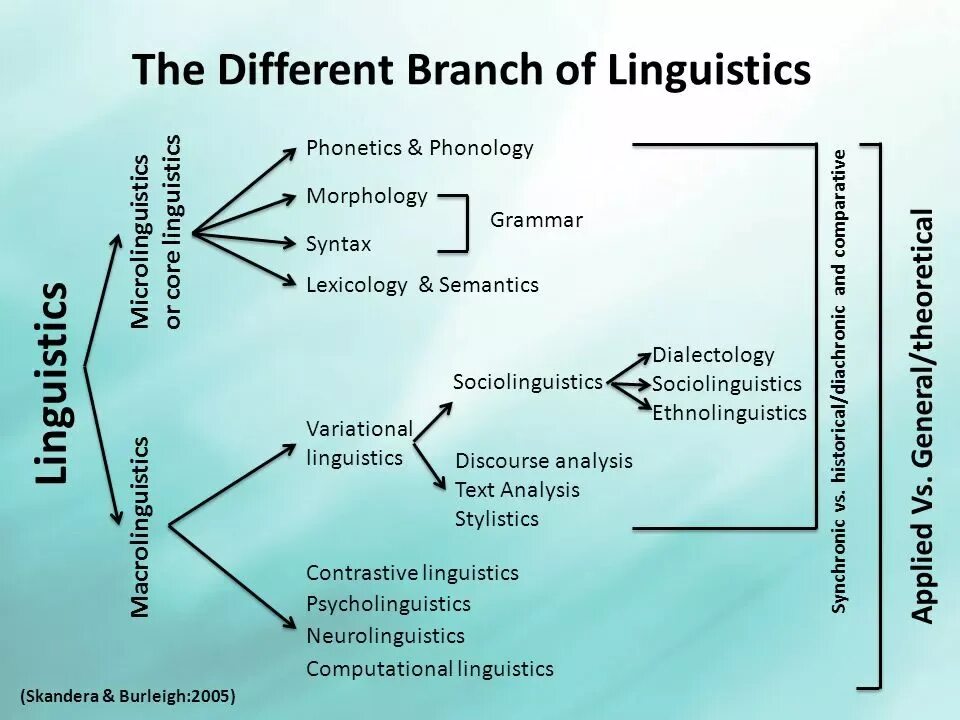 The different Branch of Linguistics. Branches of Linguistic. Лексикология английского языка. What is Linguistic презентация.