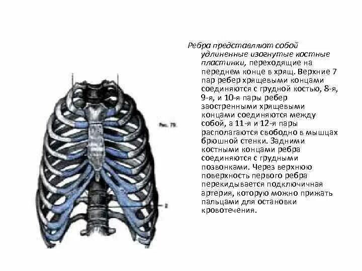 Верхний край ребра. Хрящевые ребра. Хрящи ребер. Хрящ в конце ребер. Хрящи 3 пары ребер.