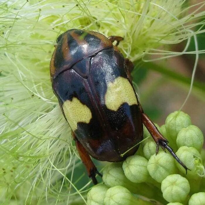 Сонник жук большой. Снятся жуки. Жук во сне. Жуки много. Scarab Beetle.