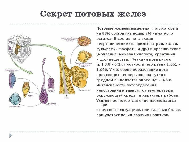 Потовые железы расположены в ответ. Потовые железы характеристика. состав секрета потовой железы. схема потовых желез человека. потовые железы состоят из.