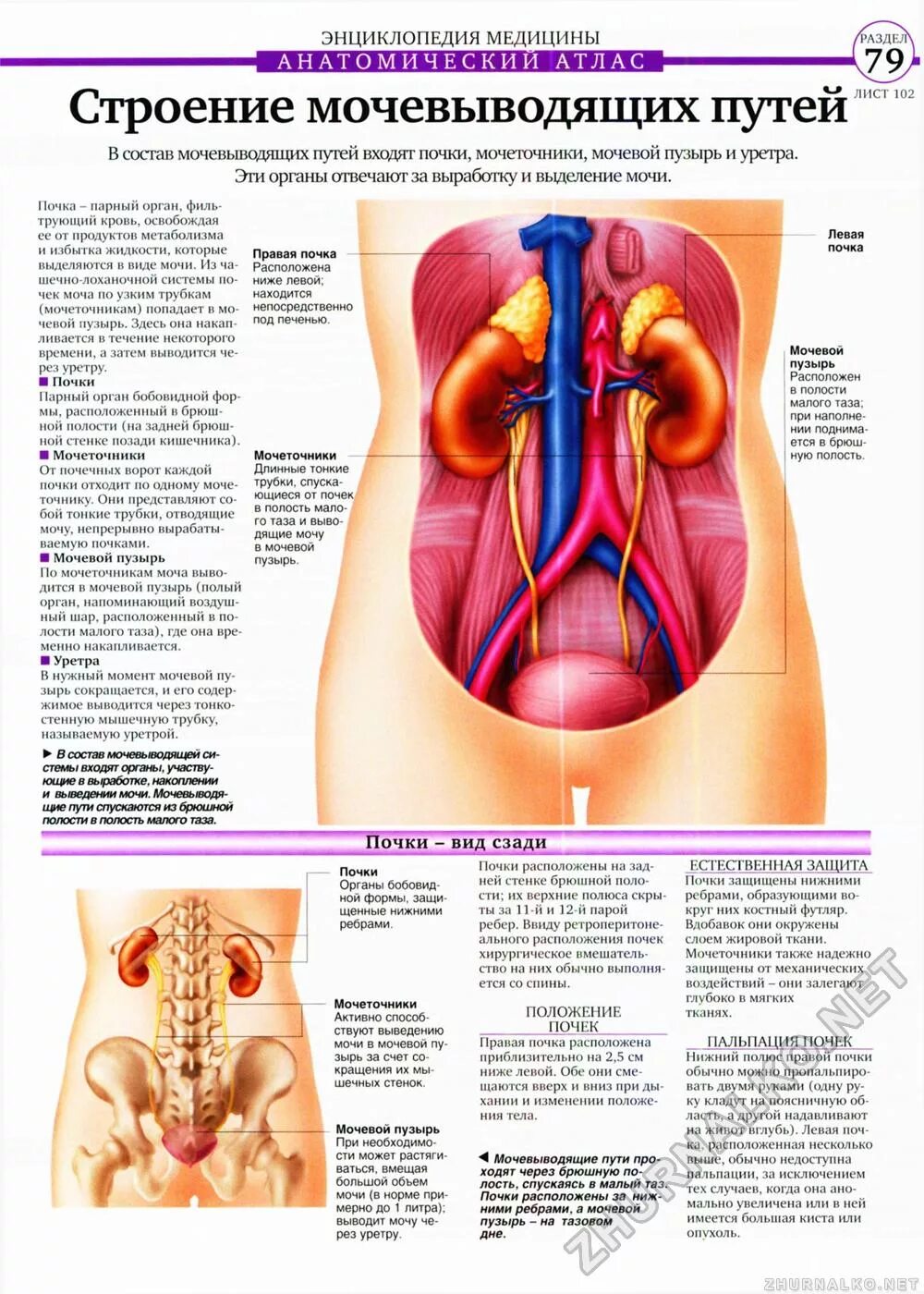 Анатомия человека внутренние органы расположение почек. Анатомия человека внутренние органы мужчины почки. Фото анатомии человека женщин внутренних органов