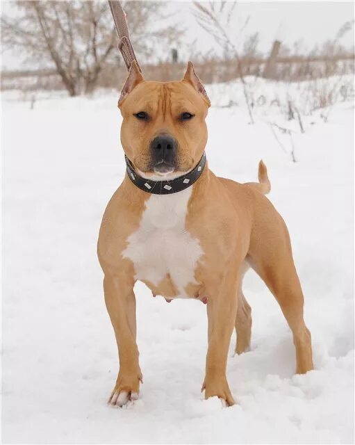 стафф 2 года. собака американский стаффордширский терьер. ам стаффордширский терьер. стафф 2 года. стафф собака 2 года.