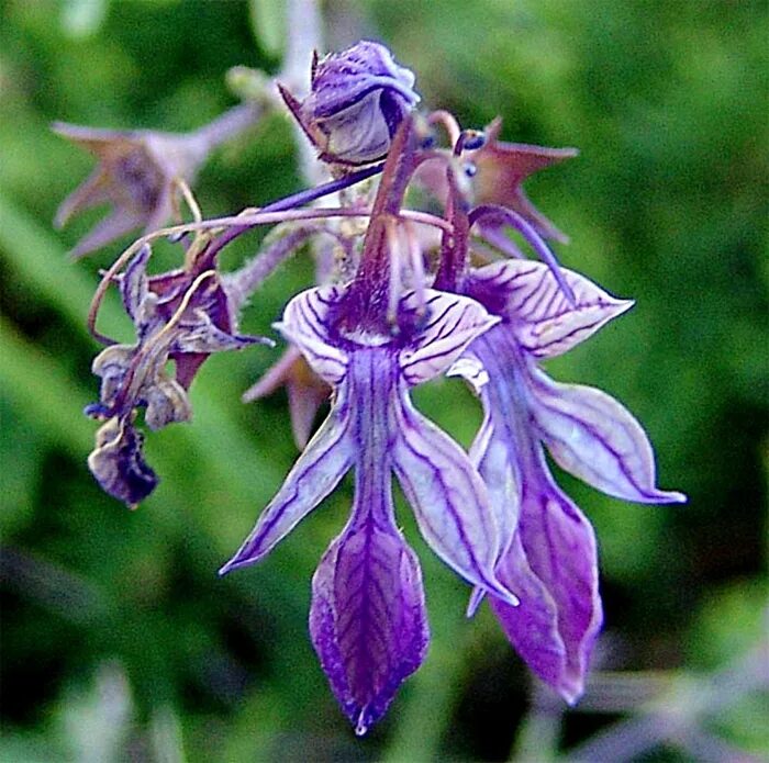 Восточные растения названия. Дубровник Восточный. Nepeta plantarium. Теукриум цветок. Восточные цветы.