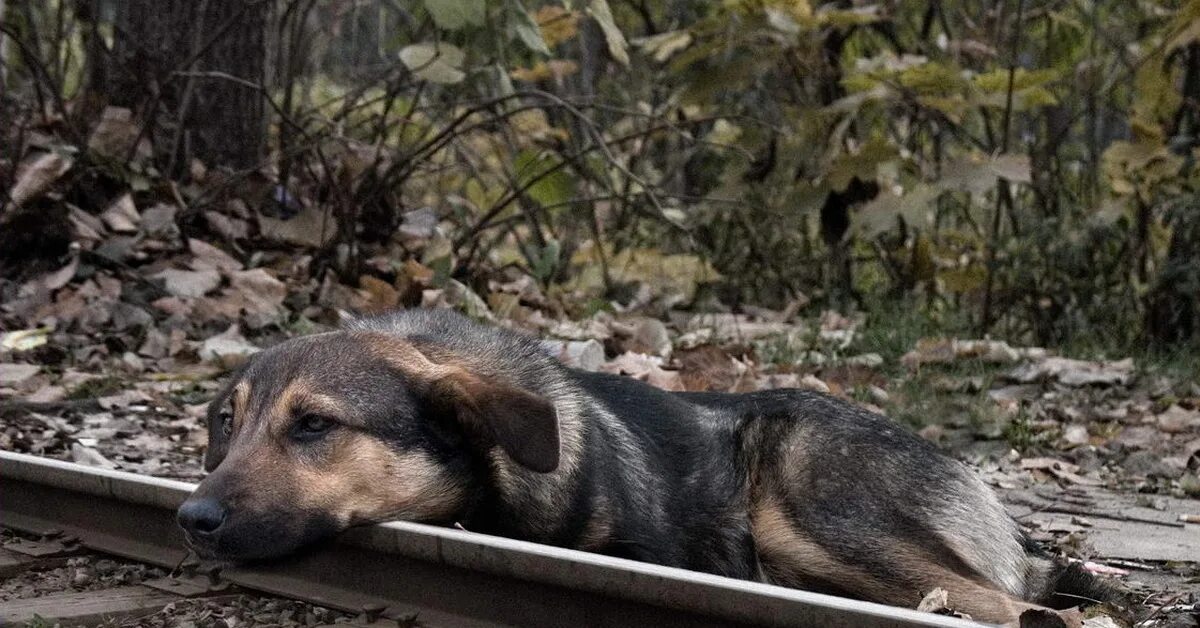 Тоска собак по хозяевам